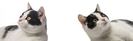 black and white cat close up in the detailの写真素材