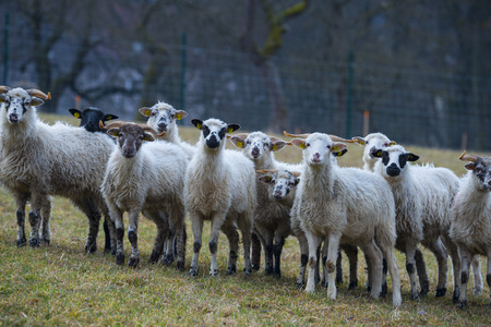 a sheep herd on a meadow (breed - valaska)のeditorial素材