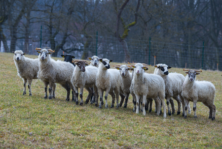 a sheep herd (breed - valaska) close upのeditorial素材