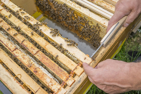 beekeeper working with frames in top bar hive - close up