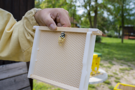 beekeeper giving - queen cell with bee queen (mothers) from nurse colony to mating hive