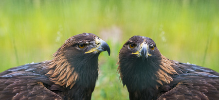 Golden eagle - closeup in the detail - Aquila chrysaetosの写真素材