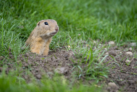 ground squirrel Spermophilus citellus on a meadow