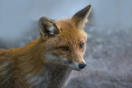 Red Fox (Vulpes vulpes) close up in the detailの写真素材