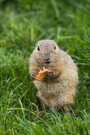ground squirrel Spermophilus citellus on a meadow