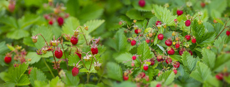 Wild strawberries - Fragaria vesca close up in the gardenの写真素材