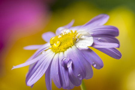 flower with rain drops - a macro photographyの写真素材
