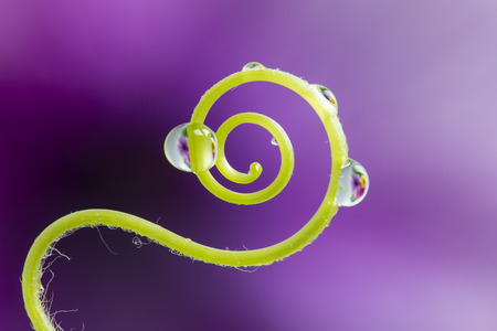 flower with rain drops - a macro photographyの写真素材