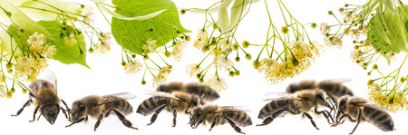 Linden flowers with bees isolated on a white background