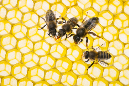 beecombs texture with bees  in the detail - a macro photoの写真素材