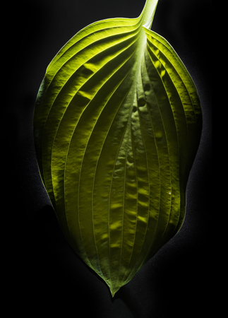 some green leaf on a black backgroundの写真素材