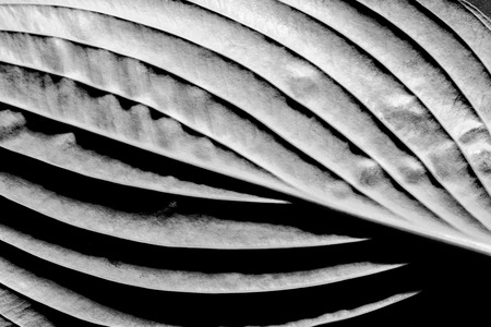 leaf in black and white close up in the detailの写真素材