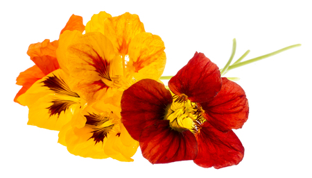 Nasturtium flowers (Tropaeolum) isolated on a white backgroundの写真素材