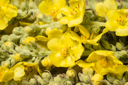 mullein flower (verbascum densiflorum) close up