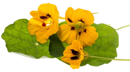 Nasturtium flowers (Tropaeolum) isolated on a white backgroundの写真素材