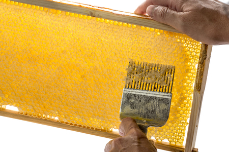 Beekeeper is uncapping honeycomb with uncapping forkの写真素材