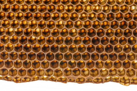beecomb texture close up - the detail