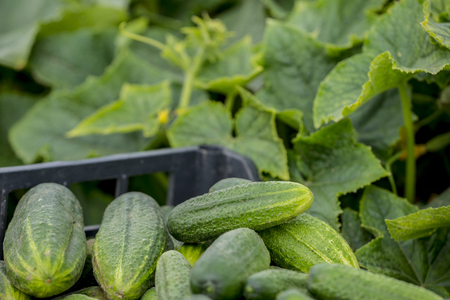 cucumbers in the garden close up - harvestの写真素材