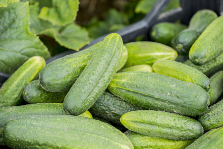 cucumbers in the garden close up - harvestの写真素材