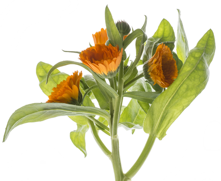 Marigold - Calendula flower isolated on a white backgroundの写真素材