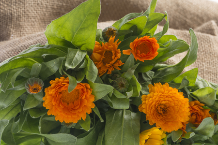 Marigold - Calendula flower close up detailの写真素材