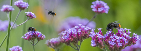 bumblebees close up on flowers in the gardenの写真素材