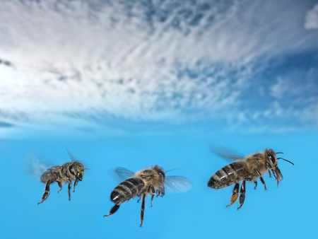 three bees (apis mellifera) flying on blue skyの写真素材