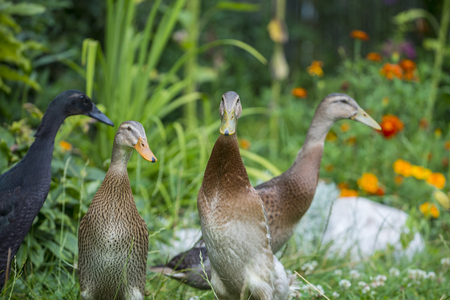 flock of indian runner ducks in the gardenの写真素材
