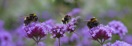 bumblebees on the garden flower - macro photo