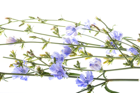 Chicory flower (Cichorium intybus) close up on a white backgroundの写真素材