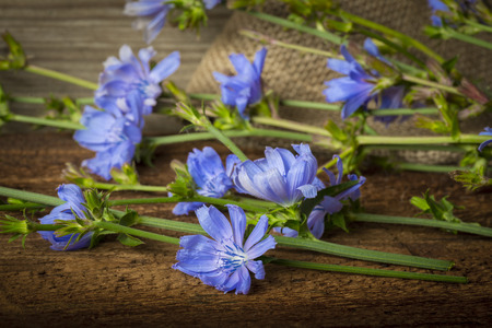 Chicory flower (Cichorium intybus) close up on a tableの写真素材