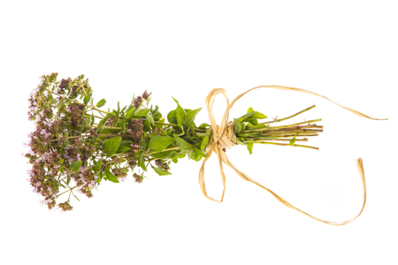 Origanum vulgare (oregano) herb - spice on a white backgroundの写真素材
