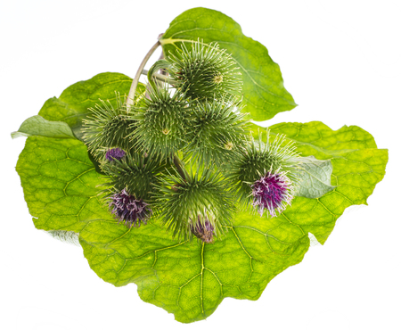 Greater Burdock (Arctium lappa) plant on white backgroundの写真素材