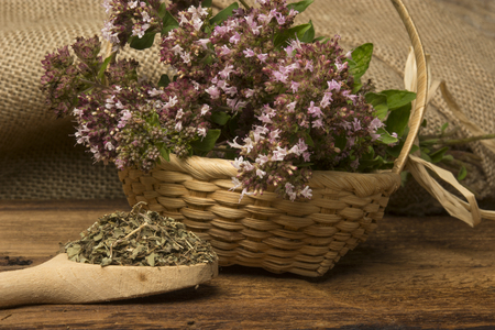 Origanum vulgare (oregano) herb - spice on a tableの写真素材