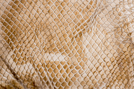 snake skin - texture close up in the detailの写真素材