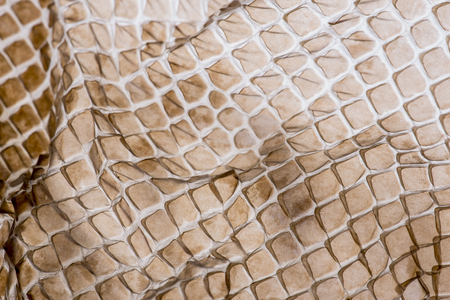 snake skin - texture close up in the detailの写真素材