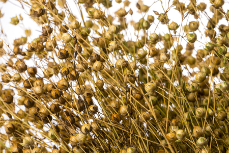 dry flax plant (Linum usitatissimum) close-upの写真素材