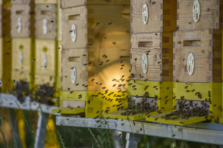 bee hives - bee breeding (Apis mellifera) close upの写真素材