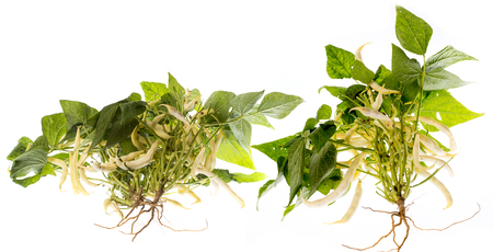 fresh bean plant close up on white background