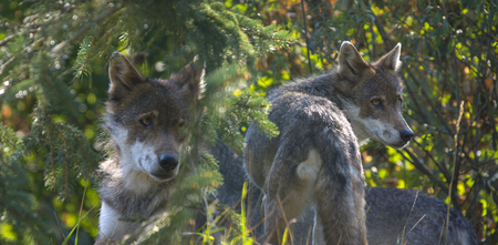 wolfs - Canis lupus hiden in the forest - close up
