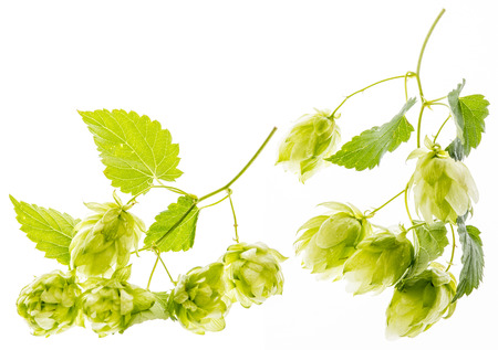 Hop plant isolated on a white backgroundの写真素材