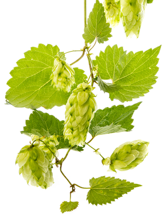 Hop plant isolated on a white backgroundの写真素材