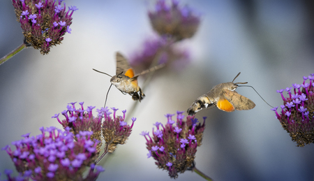 Hummingbird Hawk Moth (Macroglossum stellatarum) sucking nectar from flower in the gardenの写真素材