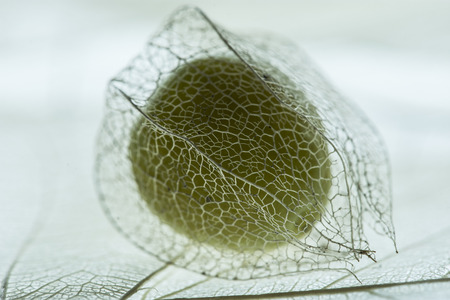 The beautiful picture of plant macro detail