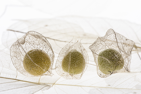 The beautiful picture of plant macro detailの写真素材