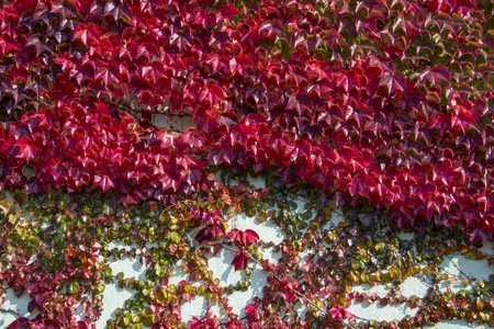 Boston Ivy - autumnal leaves Parthenocissus tricuspidata climbing up the wall - floral texture close upの写真素材