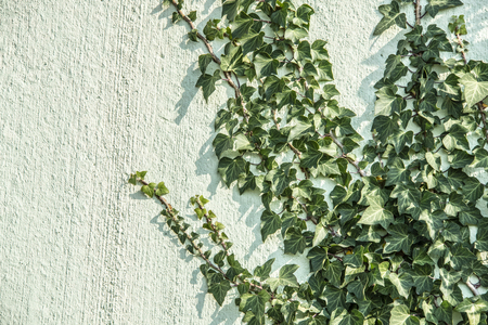 green ivy foliage Hedera helix on a wall - floral texture close upの写真素材