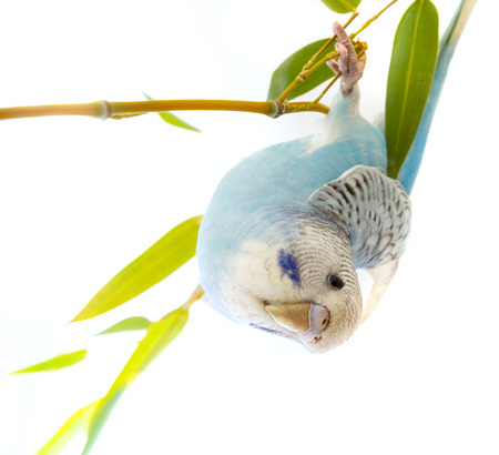 little blue wavy parrot on white background isolated