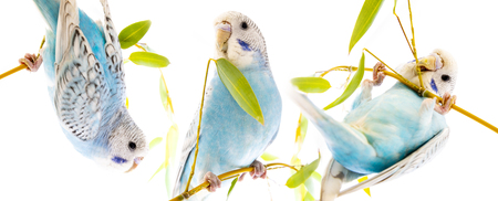 little blue wavy parrot on white background isolated