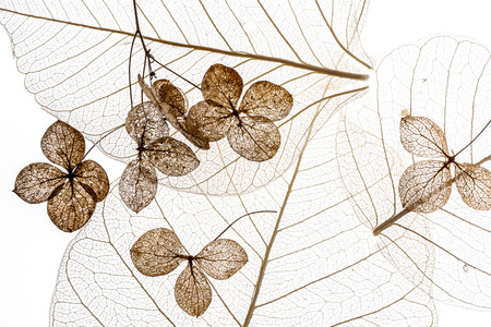 dry flowers close up in the detail isolated on a white background